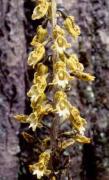 Gastrodia elata